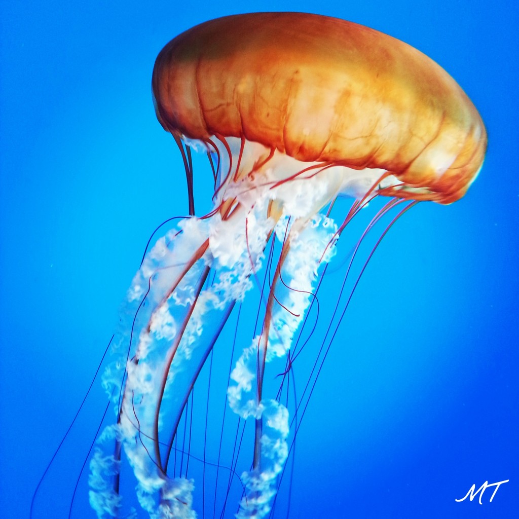 16781993886_db400fa1a7_o