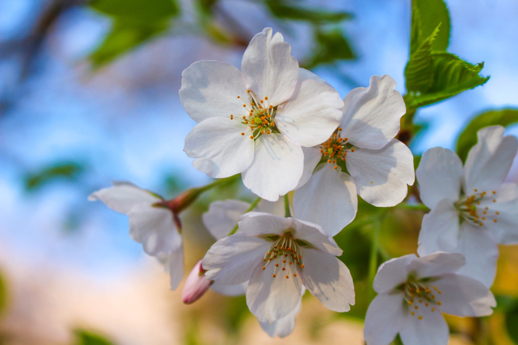 img_3752_18715787412_o