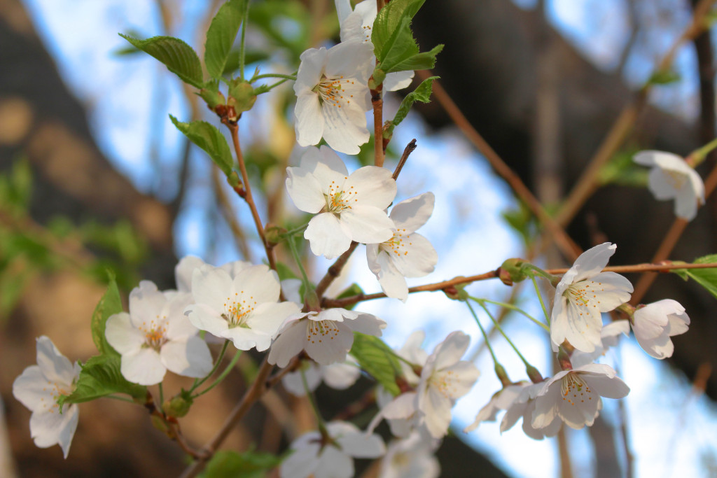 img_3754_18097998204_o