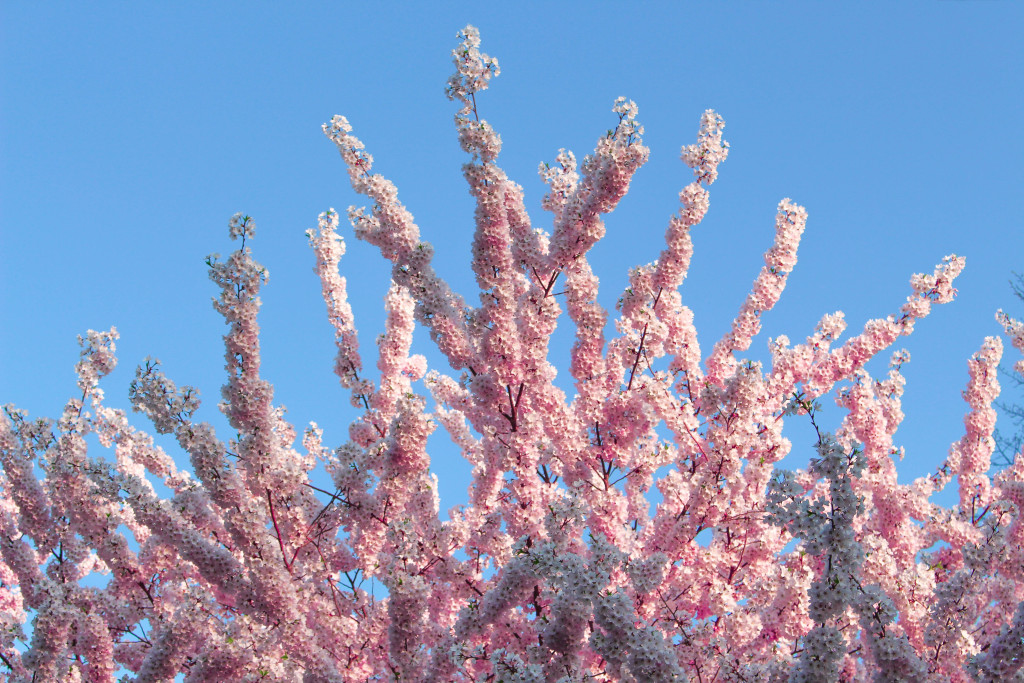 img_3807_18723241891_o