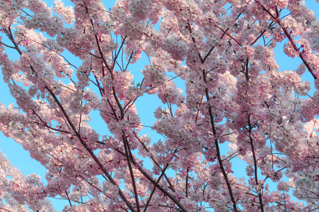 img_3845_18720990175_o