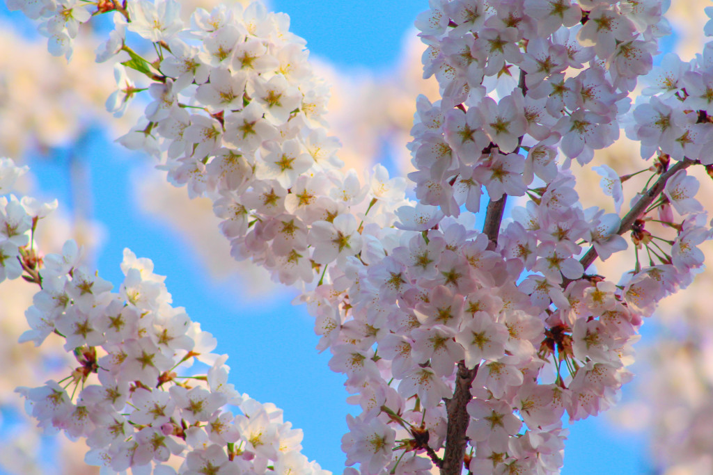 img_3850_18720998285_o