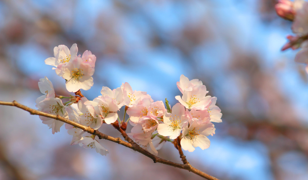 img_3854_18533237328_o