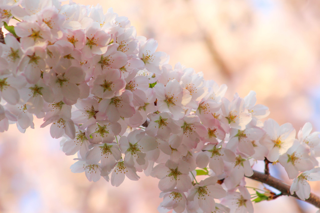 img_3864_18534831599_o