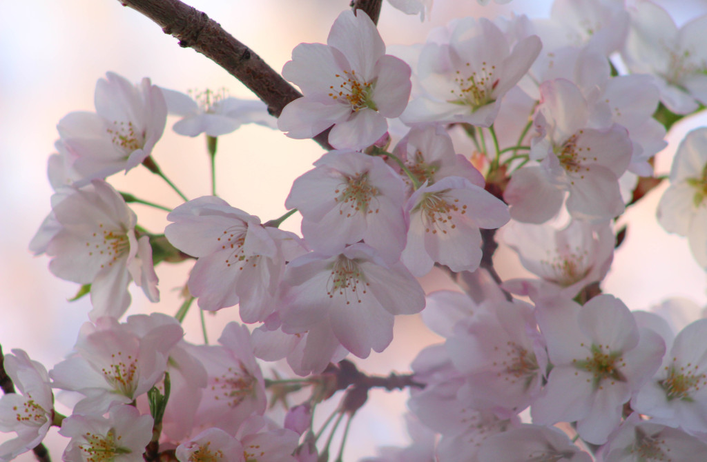 img_3870_18533286158_o