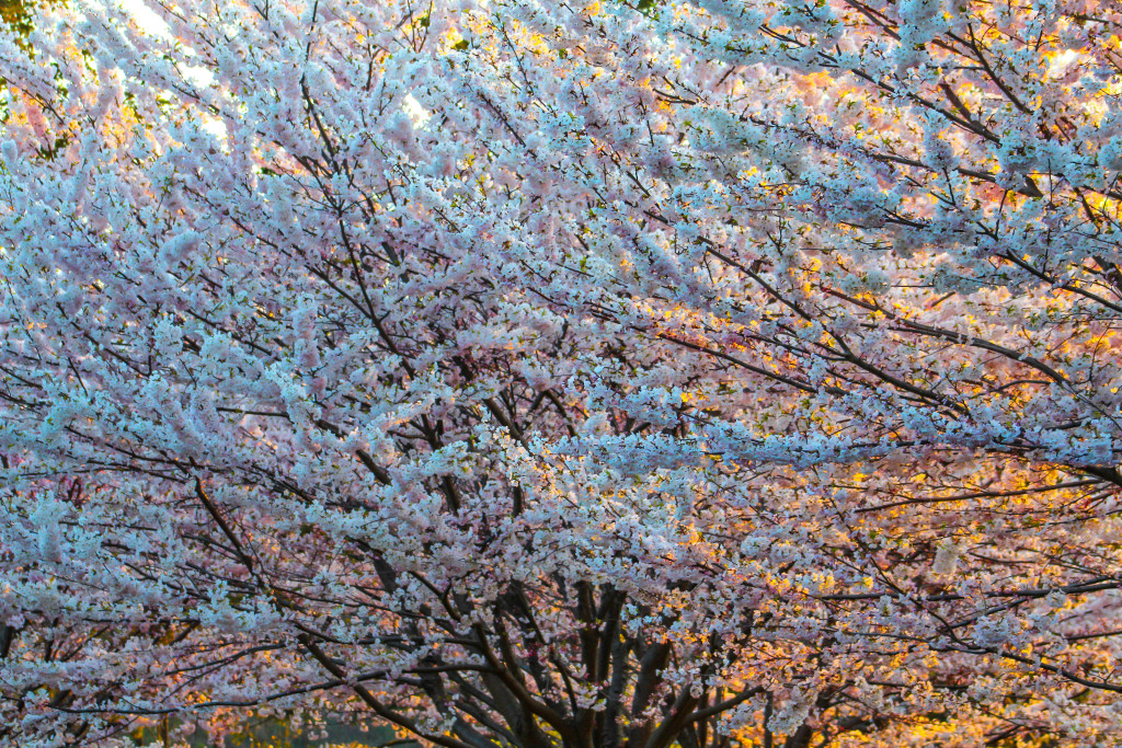 img_3871_18533291878_o