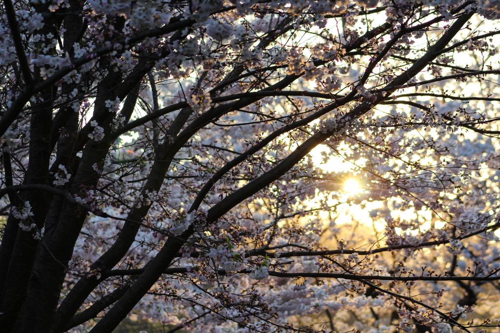 img_3904_18533391098_o