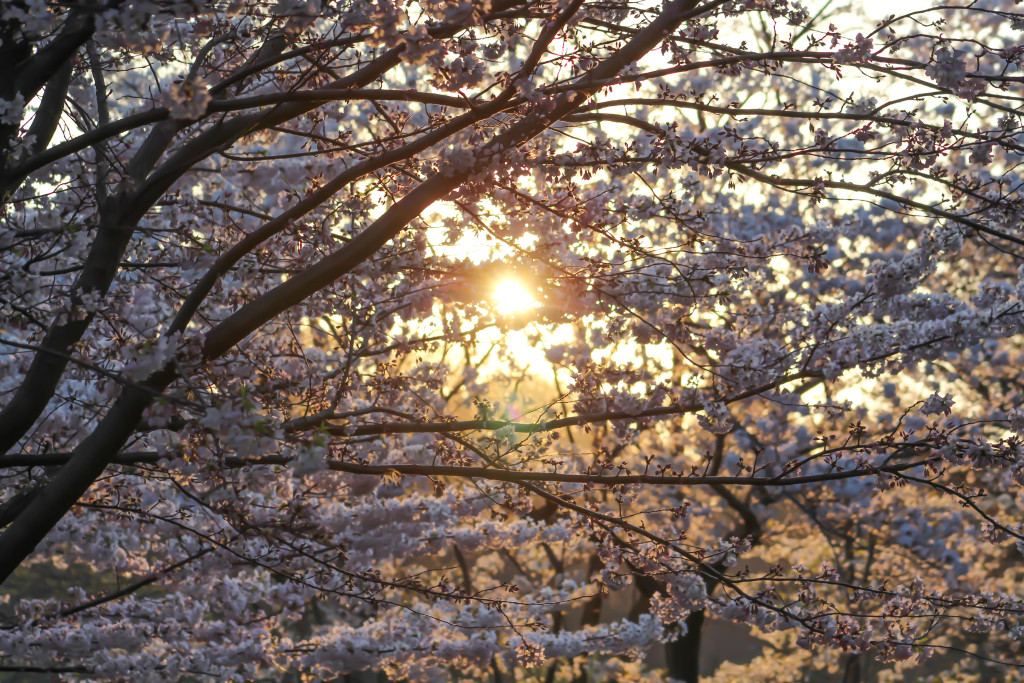 img_3905_18723586951_o