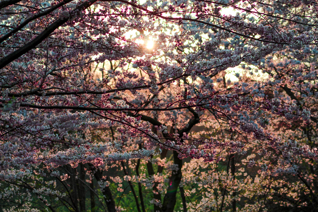 img_3906_18100512763_o