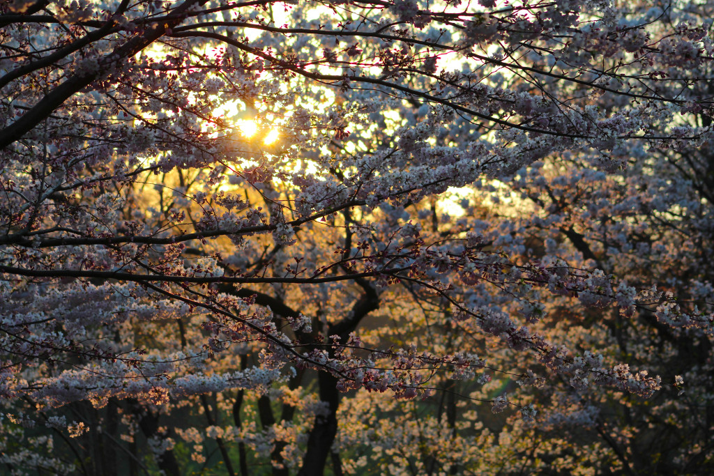 img_3907_18533473930_o