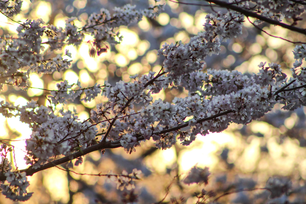 img_3914_18163296428_o